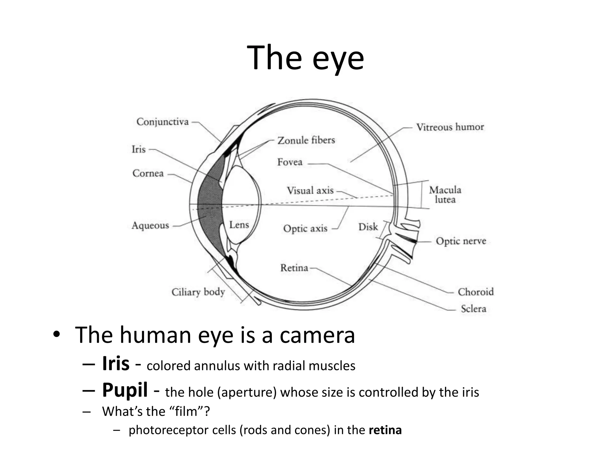 The eye
• The human eye is a camera
– Iris - colored annulus with radial muscles
– Pupil - the hole (aperture) whose size is controlled by the iris
– What’s the “film”?
– photoreceptor cells (rods and cones) in the retina
 
