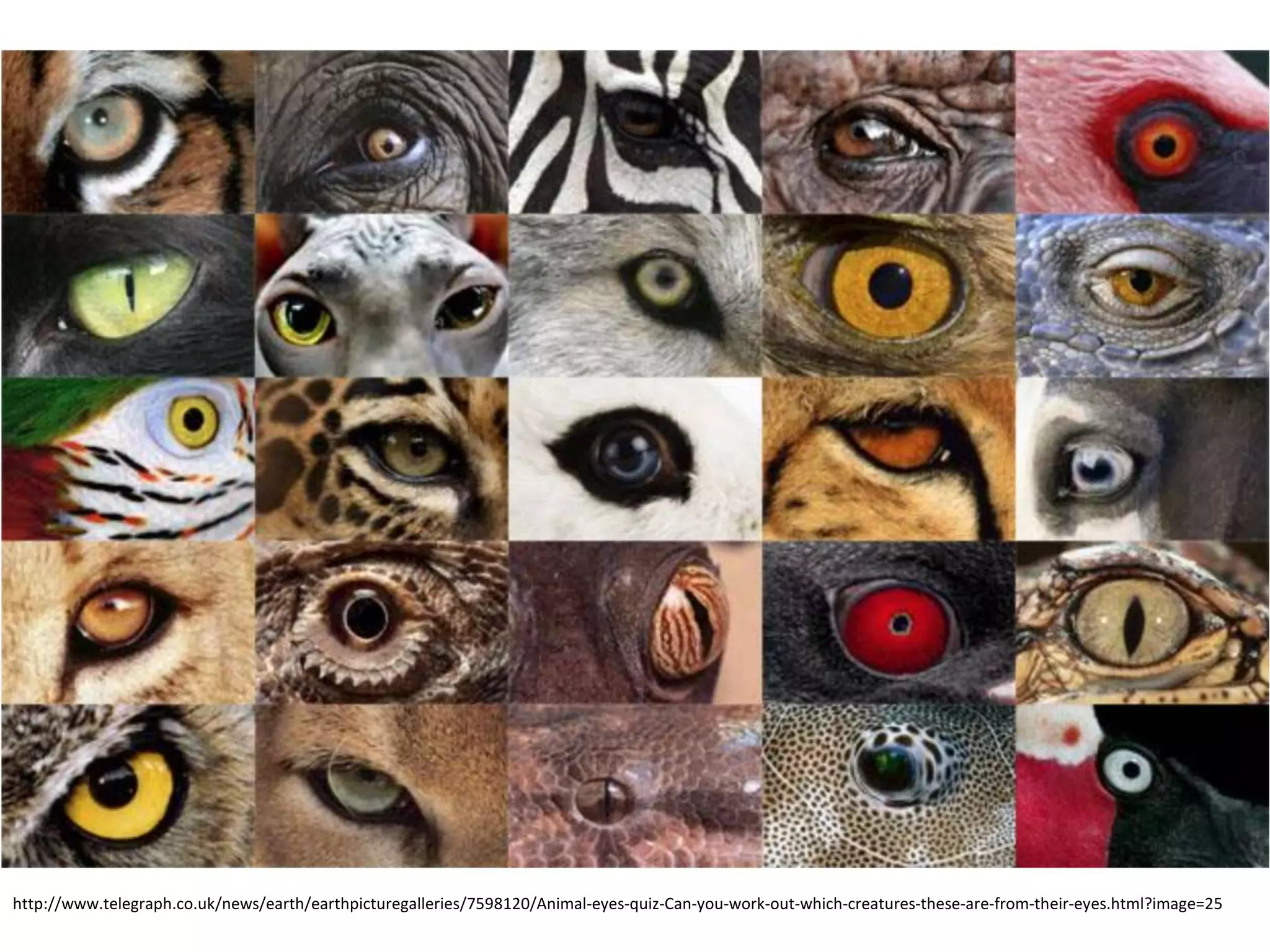 http://www.telegraph.co.uk/news/earth/earthpicturegalleries/7598120/Animal-eyes-quiz-Can-you-work-out-which-creatures-these-are-from-their-eyes.html?image=25
 