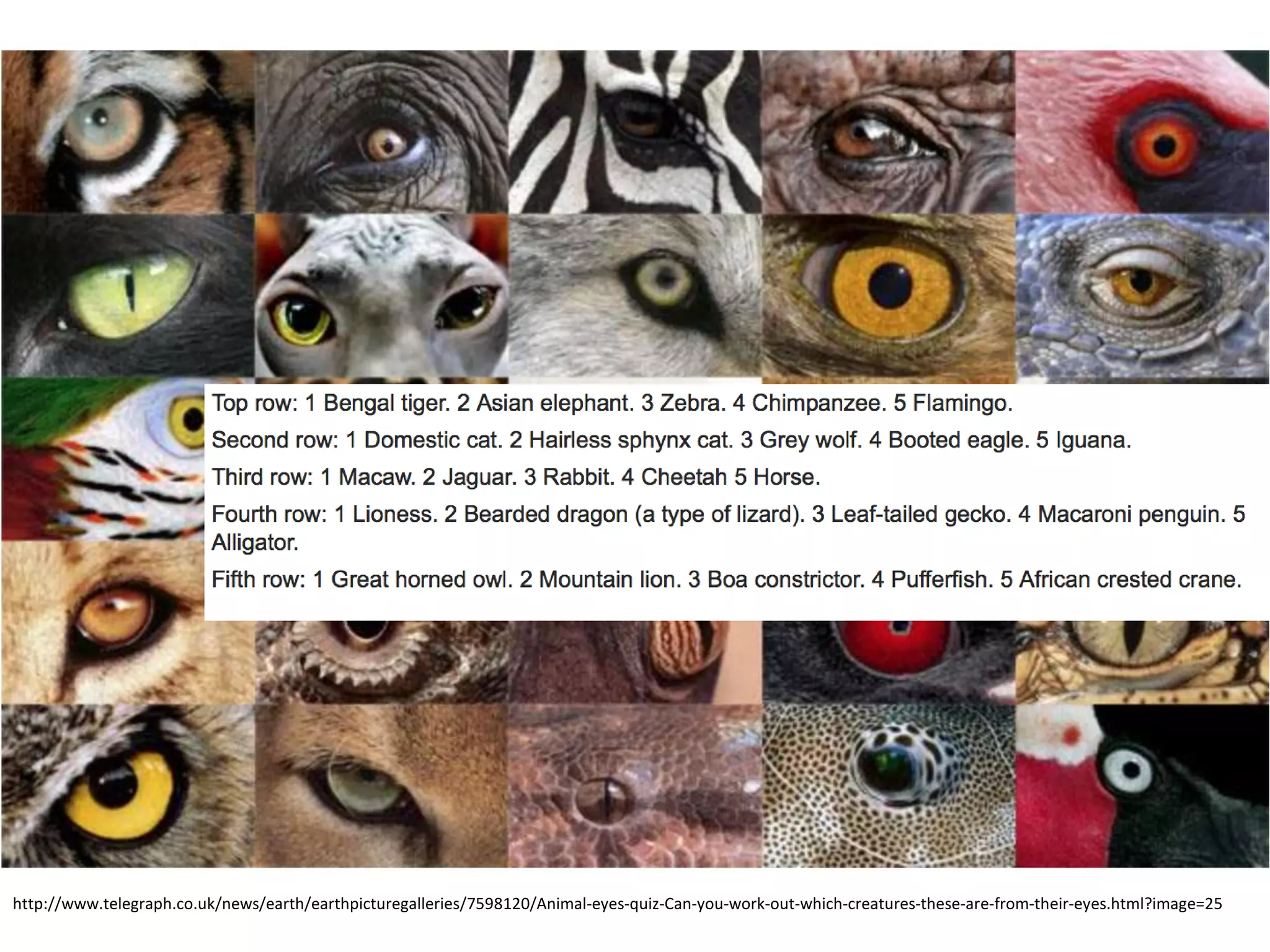 http://www.telegraph.co.uk/news/earth/earthpicturegalleries/7598120/Animal-eyes-quiz-Can-you-work-out-which-creatures-these-are-from-their-eyes.html?image=25
 