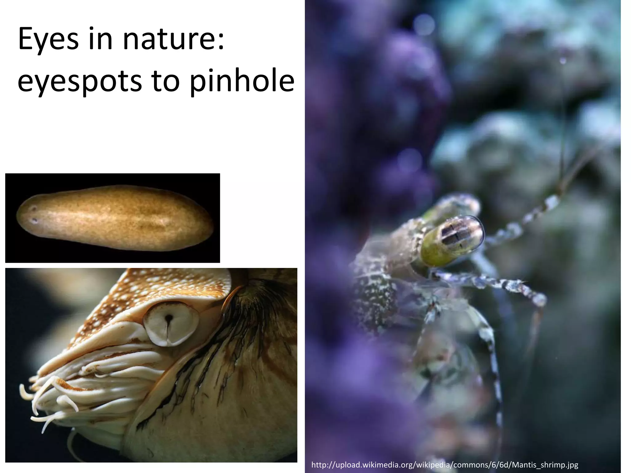 Eyes in nature:
eyespots to pinhole camera
http://upload.wikimedia.org/wikipedia/commons/6/6d/Mantis_shrimp.jpg
 