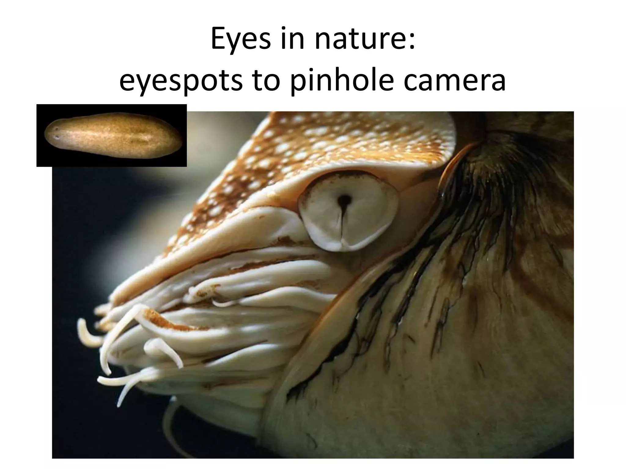 Eyes in nature:
eyespots to pinhole camera
 