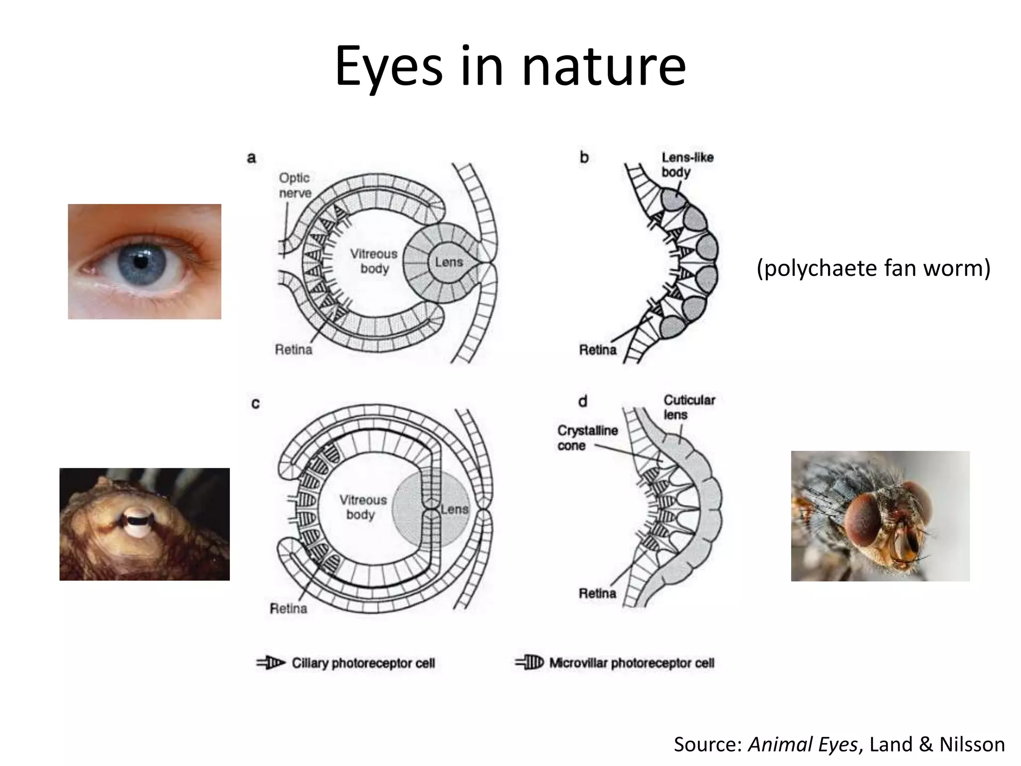 Eyes in nature
Source: Animal Eyes, Land & Nilsson
(polychaete fan worm)
 