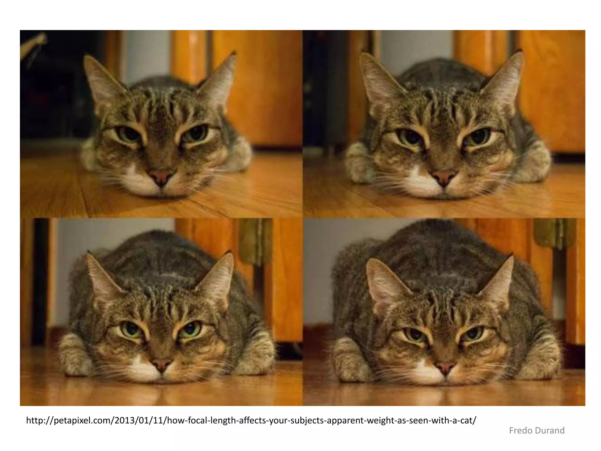 Fredo Durand
http://petapixel.com/2013/01/11/how-focal-length-affects-your-subjects-apparent-weight-as-seen-with-a-cat/
 