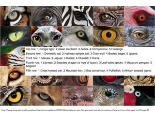 http://www.telegraph.co.uk/news/earth/earthpicturegalleries/7598120/Animal-eyes-quiz-Can-you-work-out-which-creatures-these-are-from-their-eyes.html?image=25
 