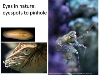 Eyes in nature:
eyespots to pinhole camera
http://upload.wikimedia.org/wikipedia/commons/6/6d/Mantis_shrimp.jpg
 
