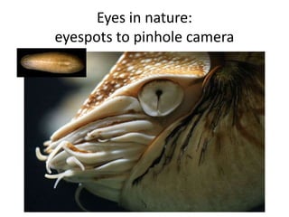Eyes in nature:
eyespots to pinhole camera
 