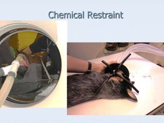 Chemical Restraint
 