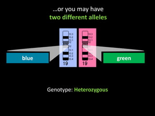 …or you may have two different allelesbluegreenGenotype: Heterozygous