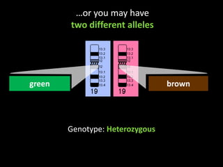 …or you may have two different allelesgreenbrownGenotype: Heterozygous