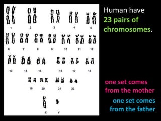 Human have 23 pairs of chromosomes.one set comes from the motherone set comes from the father