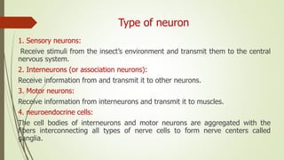 Type of neuron
1. Sensory neurons:
Receive stimuli from the insect’s environment and transmit them to the central
nervous system.
2. Interneurons (or association neurons):
Receive information from and transmit it to other neurons.
3. Motor neurons:
Receive information from interneurons and transmit it to muscles.
4. neuroendocrine cells:
The cell bodies of interneurons and motor neurons are aggregated with the
fibers interconnecting all types of nerve cells to form nerve centers called
ganglia.
 