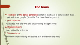 The brain
 The brain, or the dorsal ganglionic center of the head, is composed of three
pairs of fused ganglia (from the first three head segments):
1. protocerebrum:
Associated with the eyes and thus bearing the optic lobes;
2. Deutocerebrum:
Innervating the antennae
3. Tritocerebrum:
Concerned with handling the signals that arrive from the body.
 