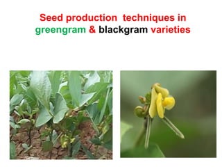 Seed production techniques in
greengram & blackgram varieties
 