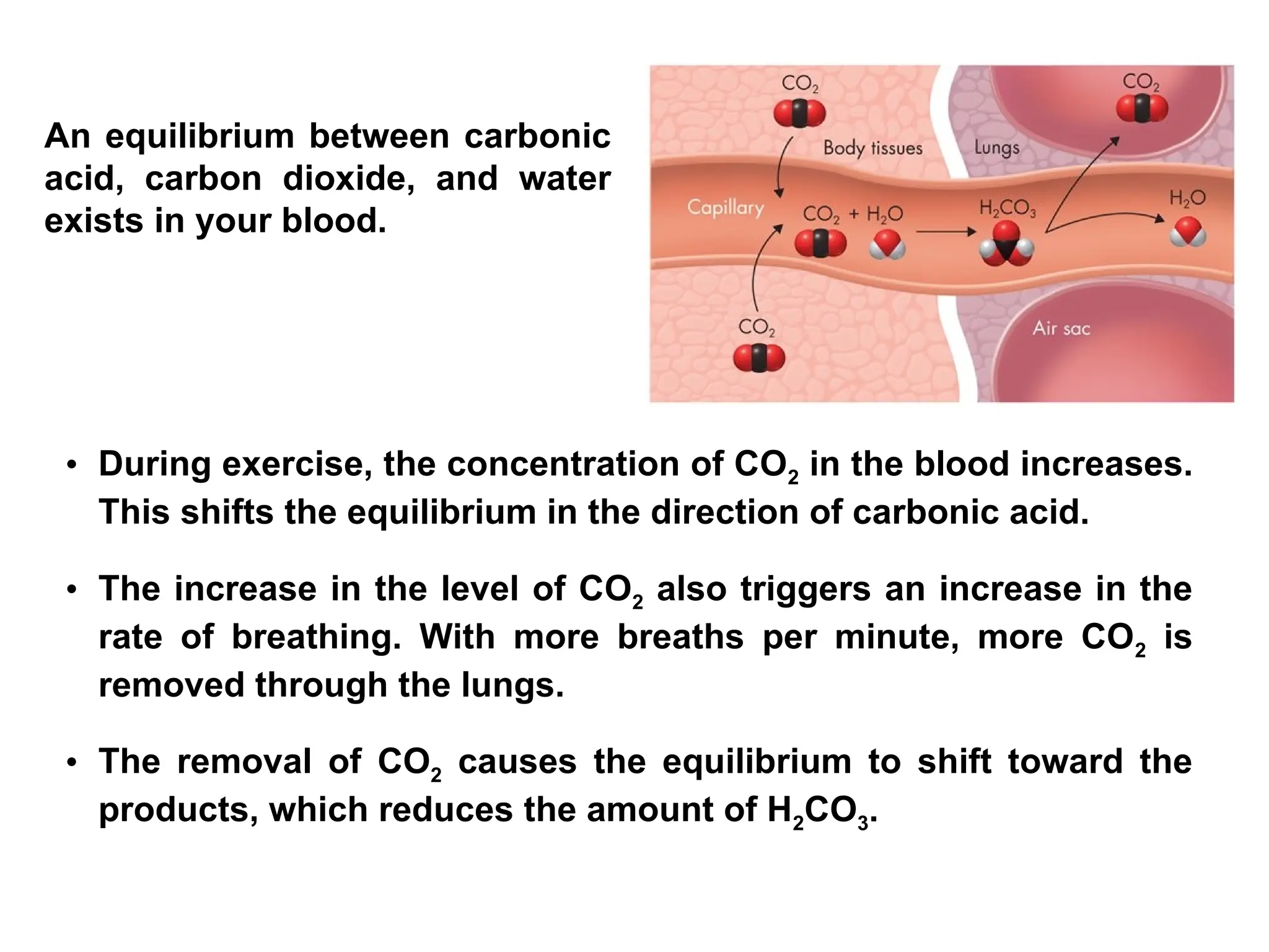 • During exercise, the concentration of CO2 in the blood increases.
This shifts the equilibrium in the direction of carbonic acid.
• The increase in the level of CO2 also triggers an increase in the
rate of breathing. With more breaths per minute, more CO2 is
removed through the lungs.
• The removal of CO2 causes the equilibrium to shift toward the
products, which reduces the amount of H2CO3.
An equilibrium between carbonic
acid, carbon dioxide, and water
exists in your blood.
 