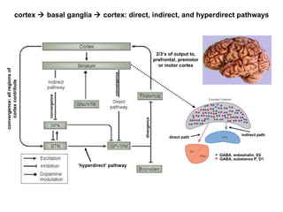 COGS 107B - Winter 2010 - Lecture 11 - Basal Ganglia and Cerebellum ...