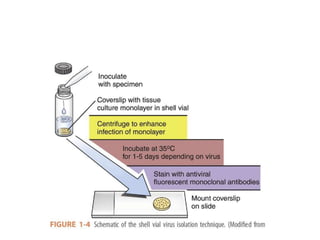 Shell Vial Method lecture bacteriology theoretical 11,12.pptx
