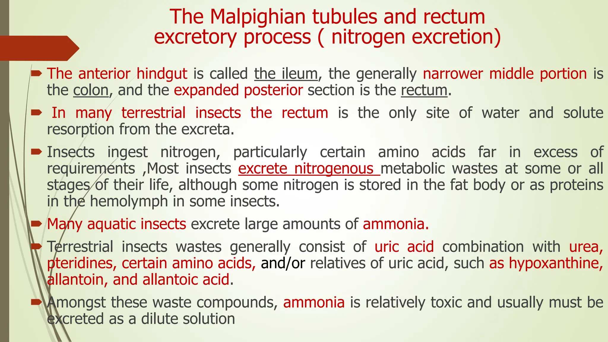 lec11insectexcretorysystem-200829201401.pdf