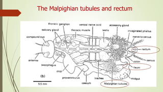The Malpighian tubules and rectum
 
