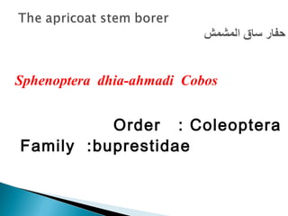 Sphenoptera dhia-ahmadi Cobos
Order : Coleoptera
Family :buprestidae
 