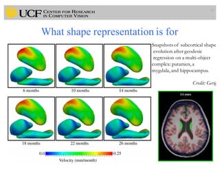 What shape representation is for
13
Snapshots of subcortical shape
evolution after geodesic
regression on a multi-object
complex: putamen,a
mygdala,and hippocampus.
Credit: Gerig
 