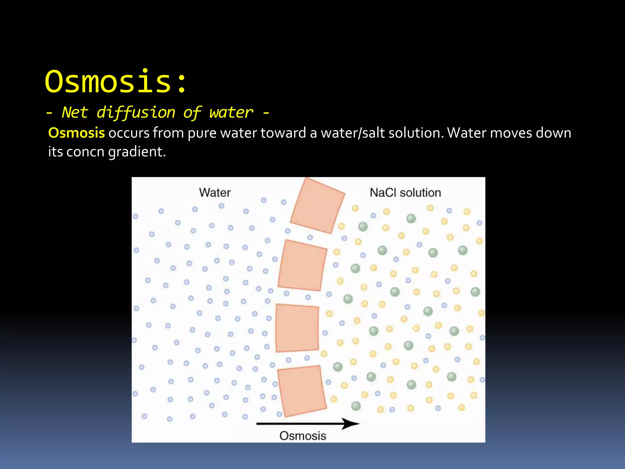  the density of carrier    proteins in the membrane