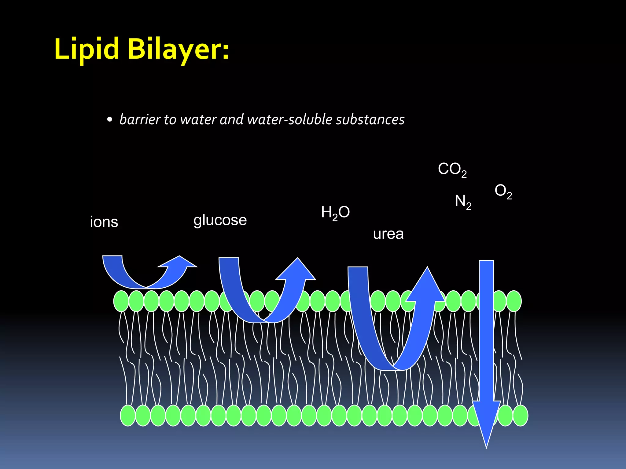 CO2O2N2H2OureaLipid Bilayer:  barrier to water and water-soluble substancesglucoseions