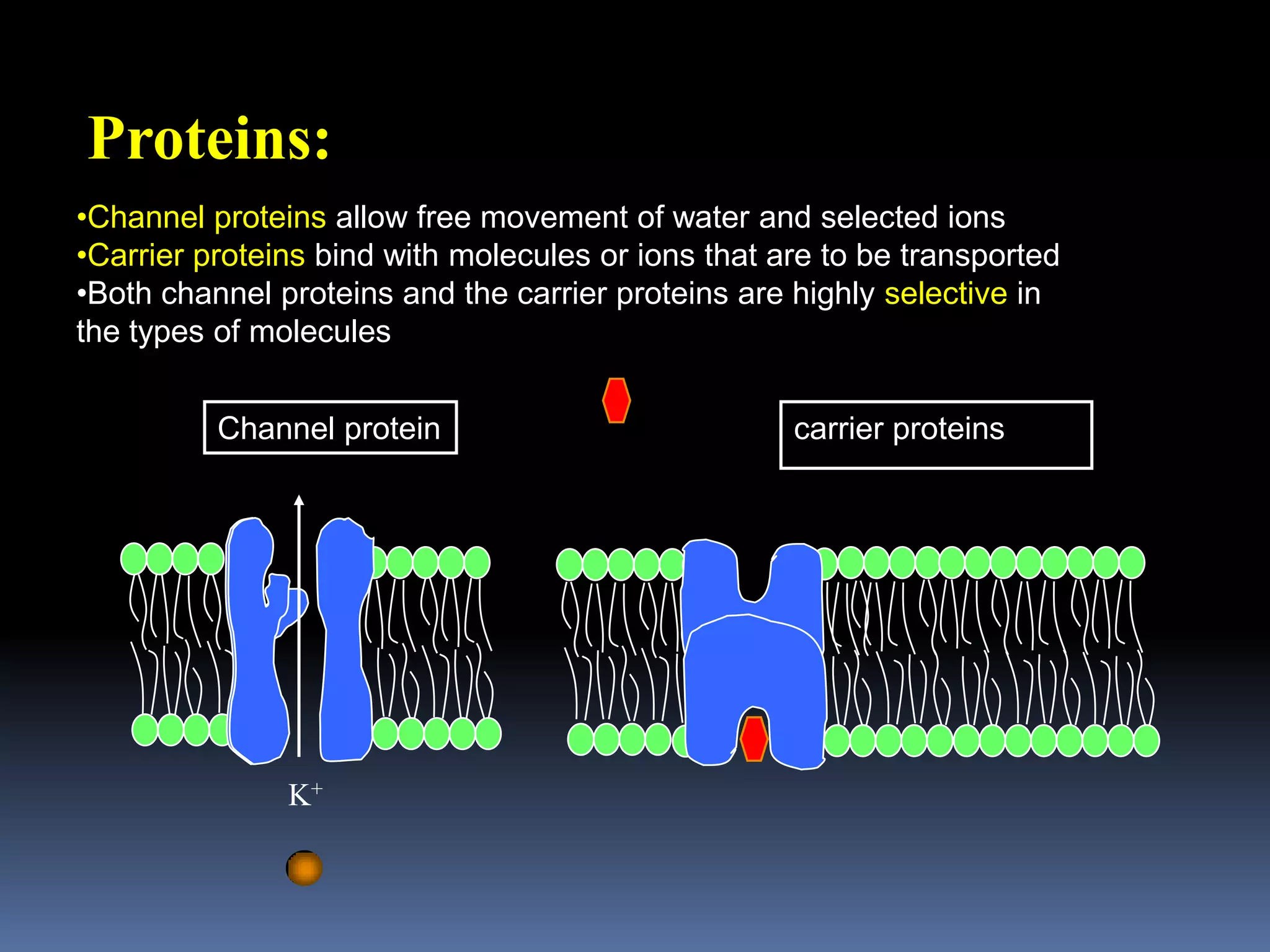 Proteins:Channel proteins allow free movement of water and selected ions