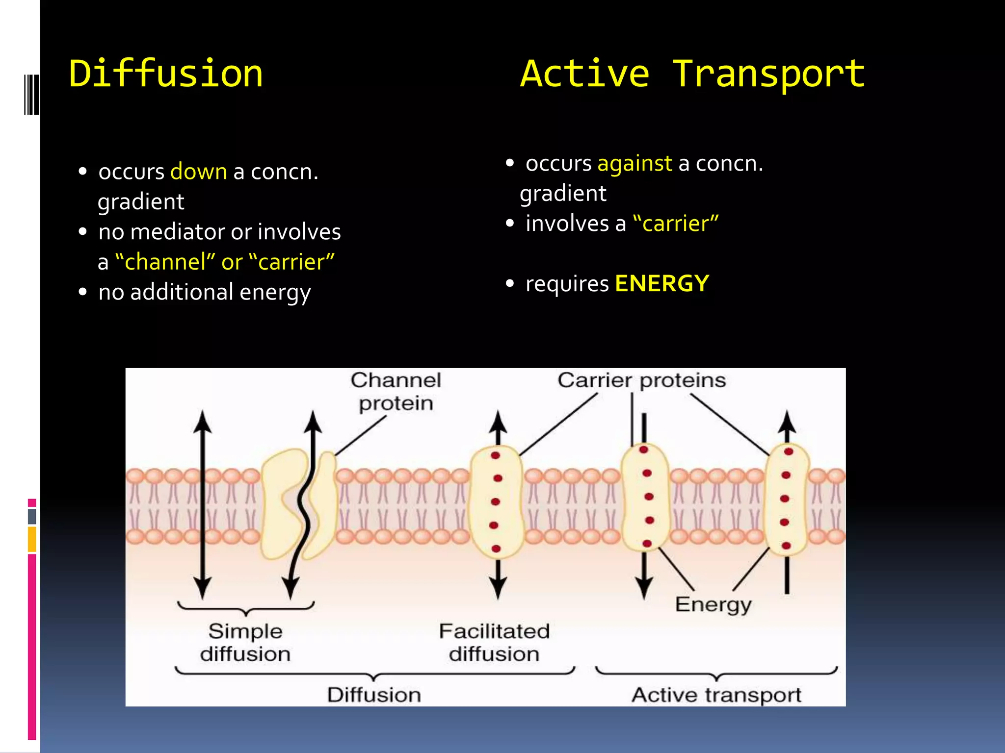 Carrier proteins bind with molecules or ions that are to be transported 
