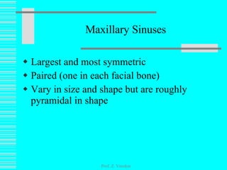 Maxillary Sinuses Largest and most symmetric Paired (one in each facial bone)  Vary in size and shape but are roughly pyramidal in shape Prof. Z. Vinokur 