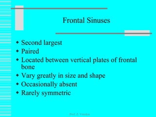 Frontal Sinuses Second largest Paired Located between vertical plates of frontal bone Vary greatly in size and shape Occasionally absent Rarely symmetric Prof. Z. Vinokur 