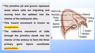 Germ Ridden Pit Embryogenesis first week ovulation, fertilization and implantation | PPTX