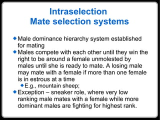 Intraselection  Mate selection systems Male dominance hierarchy system established for mating Males compete with each other until they win the right to be around a female unmolested by males until she is ready to mate. A losing male may mate with a female if more than one female is in estrous at a time E.g., mountain sheep;  Exception – sneaker role, where very low ranking male mates with a female while more dominant males are fighting for highest rank. 