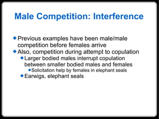 Male Competition: Interference Previous examples have been male/male competition before females arrive Also, competition during attempt to copulation Larger bodied males interrupt copulation between smaller bodied males and females Solicitation help by females in elephant seals Earwigs, elephant seals 