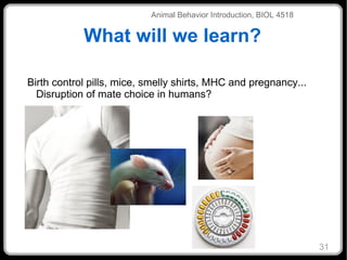 What will we learn? Birth control pills, mice, smelly shirts, MHC and pregnancy... Disruption of mate choice in humans? Animal Behavior Introduction, BIOL 4518 