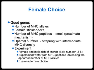 Female Choice Good genes Number of MHC alleles Female sticklebacks Number of MHC peptides – smell (proximate mechanism) Optimal number  - offspring with intermediate MHC diversity Experiment  Female and male fish of known allele number (2-8) Supplement water with MHC peptides increasing the apparent number of MHC alleles Examine female choice 