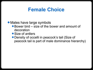 Female Choice Males have large symbols Bower bird – size of the bower and amount of decoration Size of antlers Density of occelli in peacock’s tail (Size of peacock tail is part of male dominance hierarchy) 