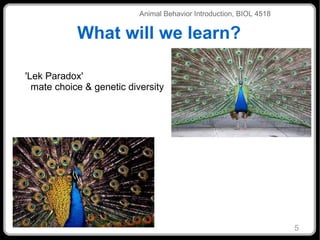 What will we learn? 'Lek Paradox' mate choice & genetic diversity Animal Behavior Introduction, BIOL 4518 