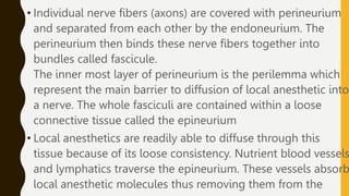 • Individual nerve fibers (axons) are covered with perineurium
and separated from each other by the endoneurium. The
perineurium then binds these nerve fibers together into
bundles called fascicule.
The inner most layer of perineurium is the perilemma which
represent the main barrier to diffusion of local anesthetic into
a nerve. The whole fasciculi are contained within a loose
connective tissue called the epineurium
• Local anesthetics are readily able to diffuse through this
tissue because of its loose consistency. Nutrient blood vessels
and lymphatics traverse the epineurium. These vessels absorb
local anesthetic molecules thus removing them from the
 