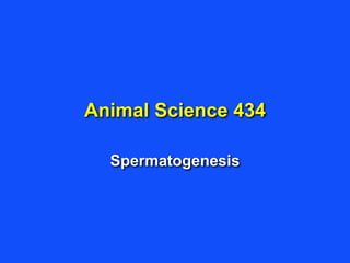 Animal Science 434
Spermatogenesis
 