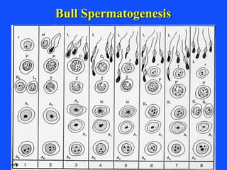 Spermatogenesis in Domestic Animals - Dr. John J. Parrish