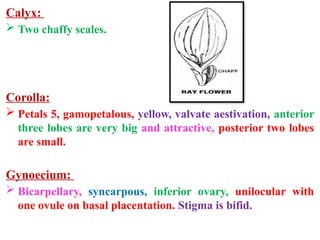 Valvate Scales Examples sunflower floral biology and breeding methods | PPTX