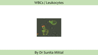 WBCs / Leukocytes
By Dr Sunita Mittal
 