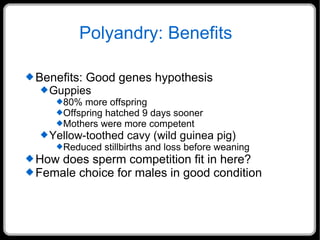 Polyandry: Benefits Benefits: Good genes hypothesis Guppies 80% more offspring Offspring hatched 9 days sooner Mothers were more competent Yellow-toothed cavy (wild guinea pig) Reduced stillbirths and loss before weaning How does sperm competition fit in here? Female choice for males in good condition 
