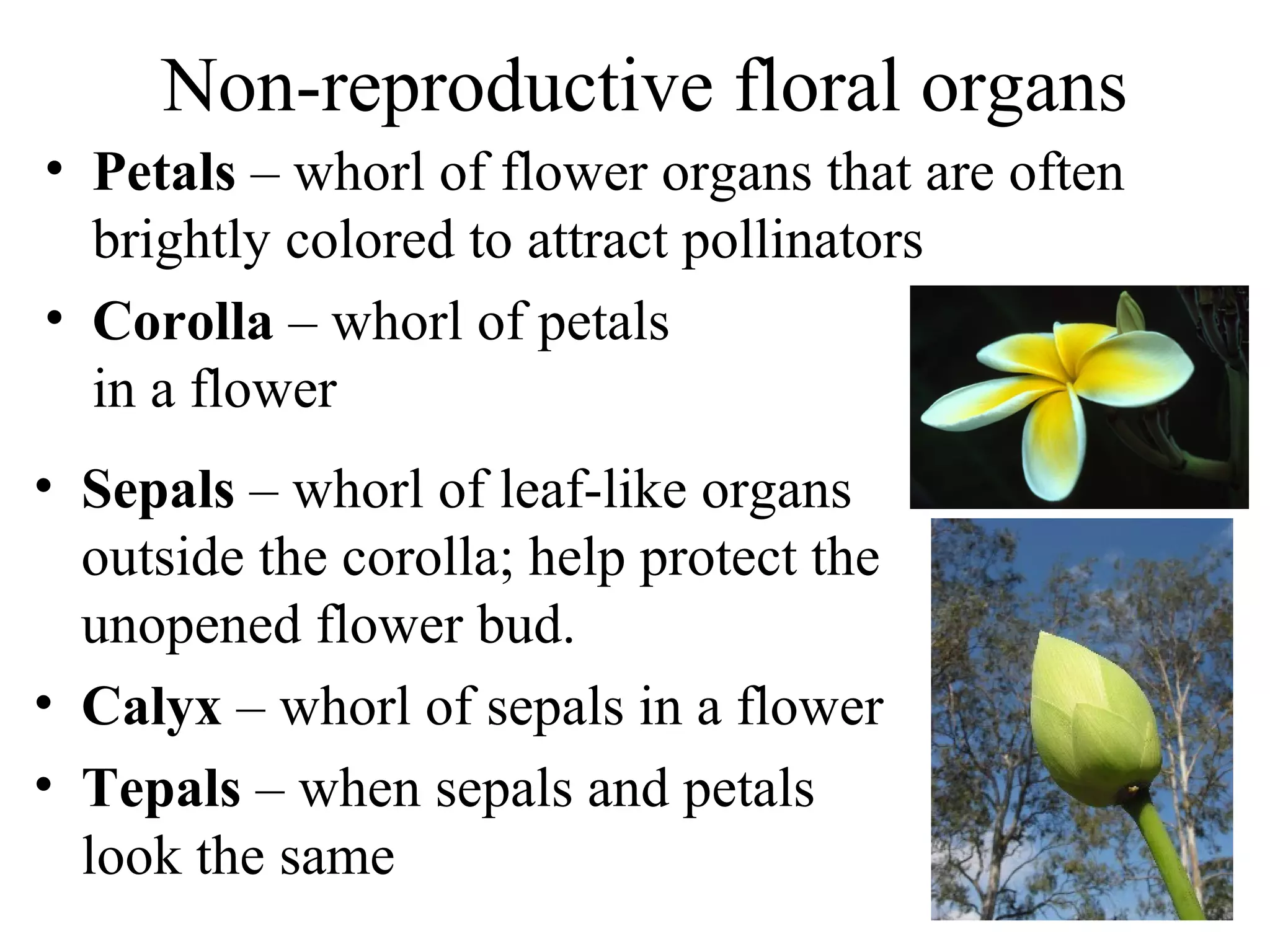 Pollination '' Reproduction in Plants