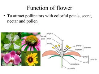 Pollination '' Reproduction in Plants