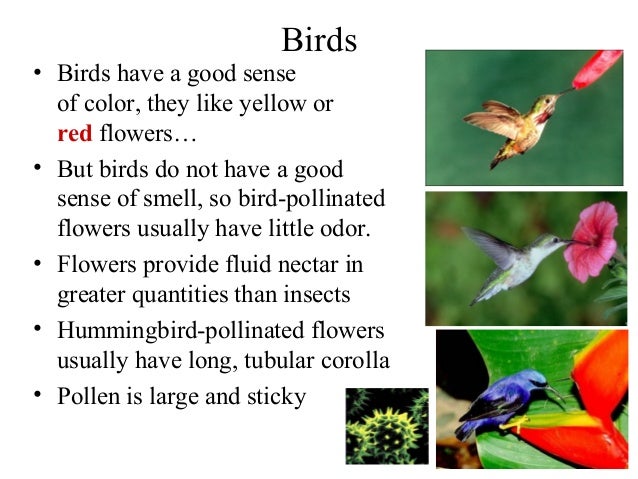 Can Birds Smell Bird Food Can Birds Smell Bird Food