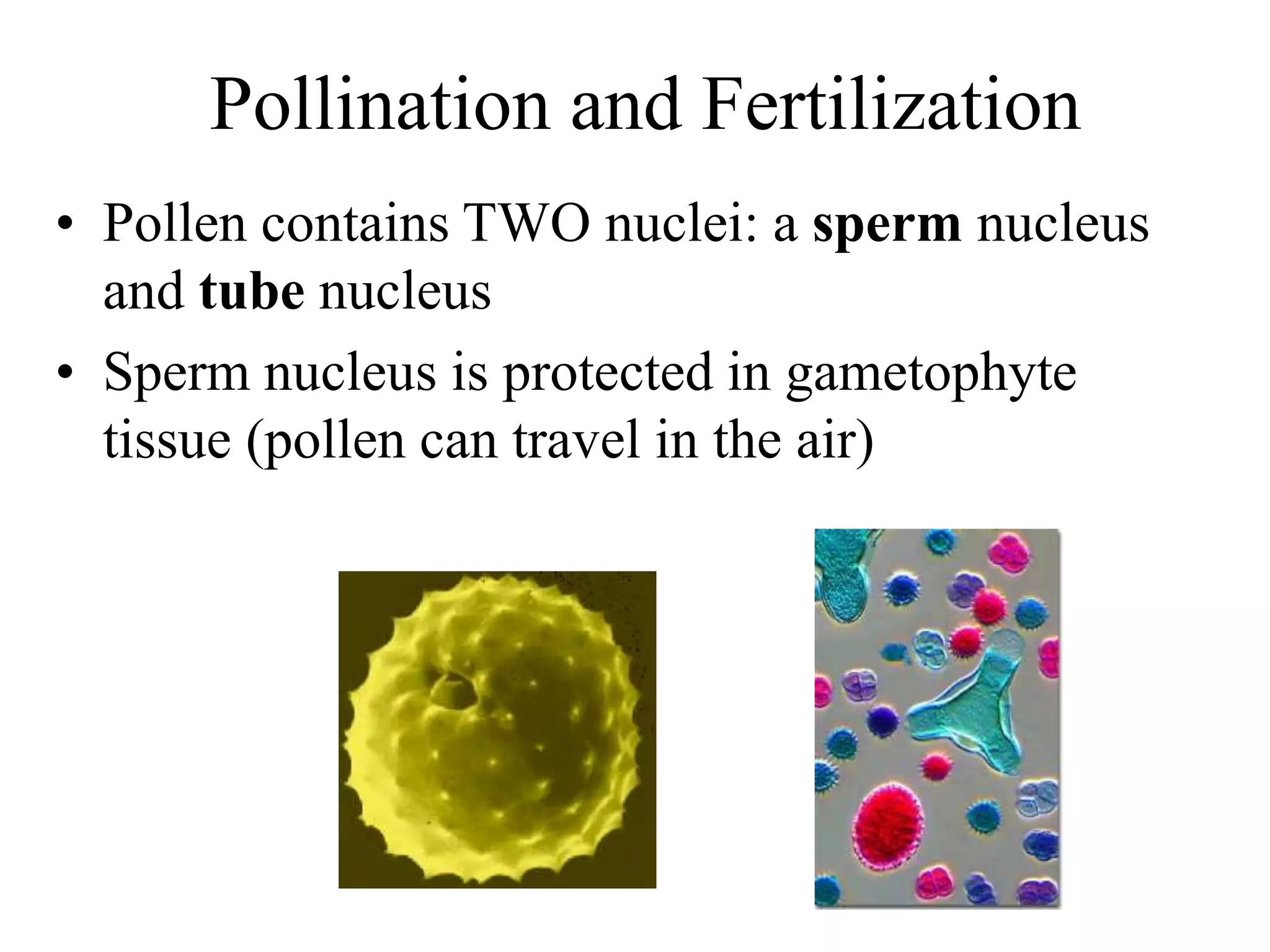 Pollination and Fertilization
• Pollen contains TWO nuclei: a sperm nucleus
and tube nucleus
• Sperm nucleus is protected in gametophyte
tissue (pollen can travel in the air)
 