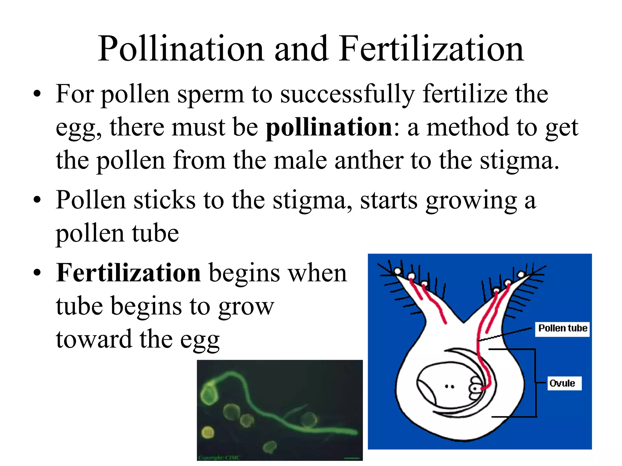 Pollination and Fertilization
• For pollen sperm to successfully fertilize the
egg, there must be pollination: a method to get
the pollen from the male anther to the stigma.
• Pollen sticks to the stigma, starts growing a
pollen tube
• Fertilization begins when
tube begins to grow
toward the egg
 