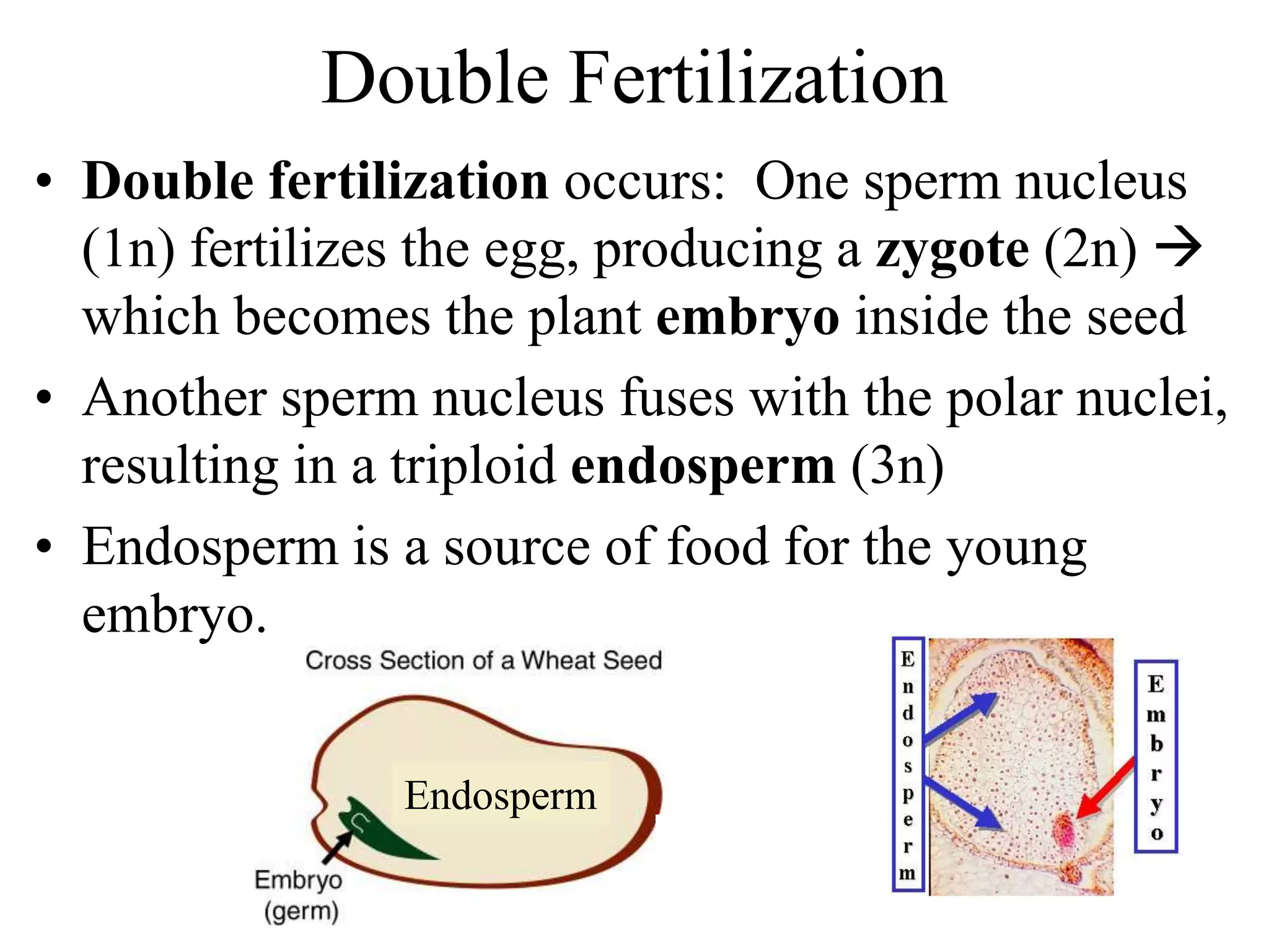 Double Fertilization
• Double fertilization occurs: One sperm nucleus
(1n) fertilizes the egg, producing a zygote (2n) 
which becomes the plant embryo inside the seed
• Another sperm nucleus fuses with the polar nuclei,
resulting in a triploid endosperm (3n)
• Endosperm is a source of food for the young
embryo.
Endosperm
 