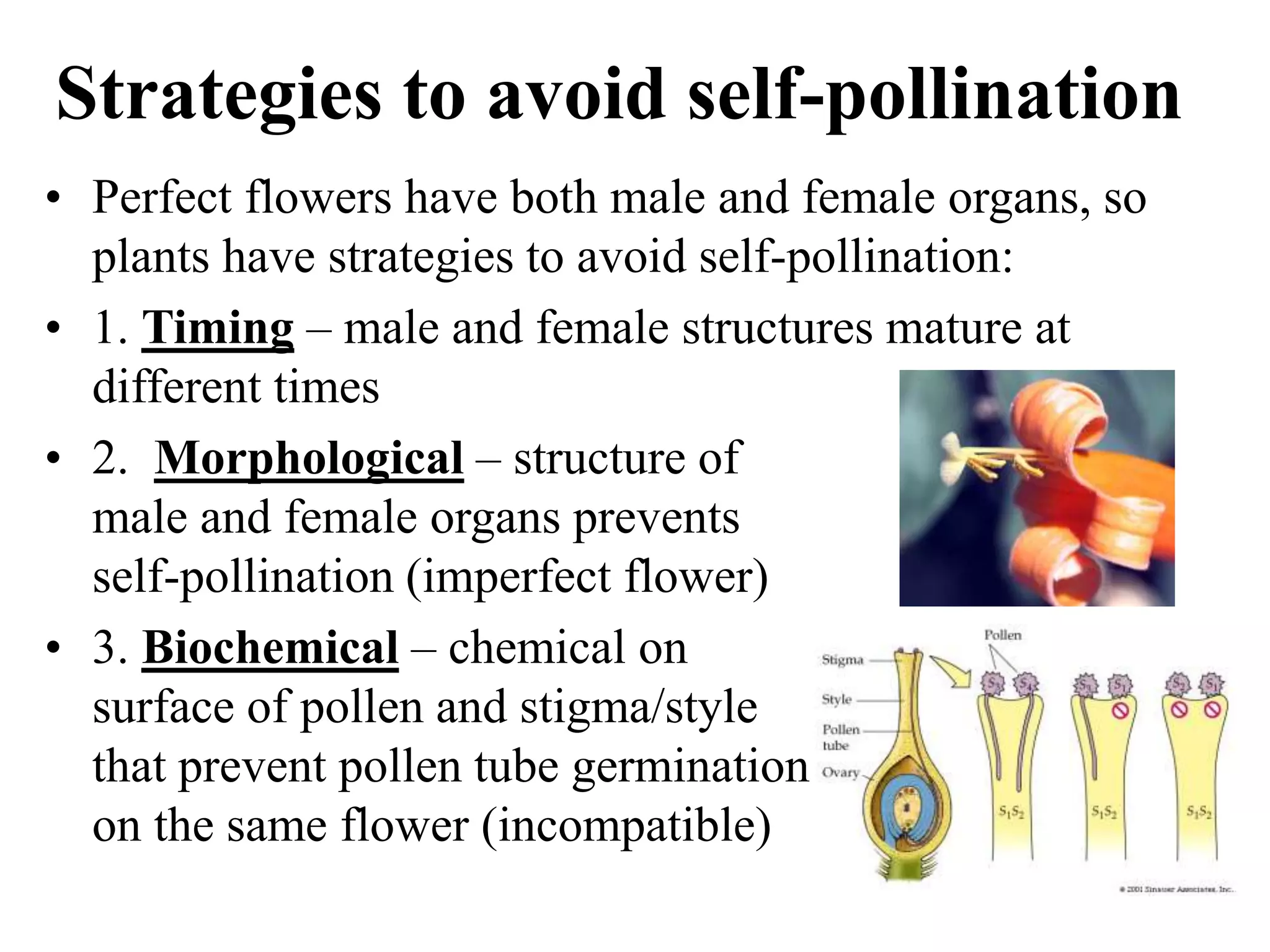 Strategies to avoid self-pollination
• Perfect flowers have both male and female organs, so
plants have strategies to avoid self-pollination:
• 1. Timing – male and female structures mature at
different times
• 2. Morphological – structure of
male and female organs prevents
self-pollination (imperfect flower)
• 3. Biochemical – chemical on
surface of pollen and stigma/style
that prevent pollen tube germination
on the same flower (incompatible)
 